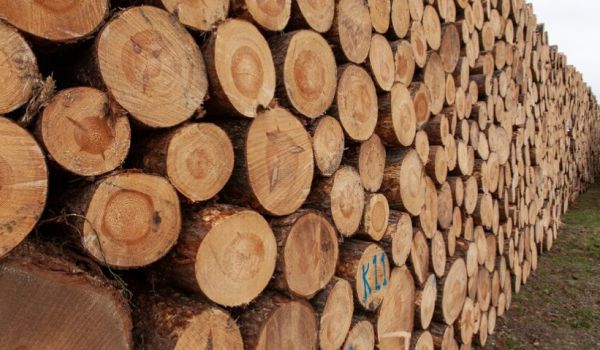 На ТОВ «Українська торгова платформа» відбулись торги з продажу лісоматеріалів