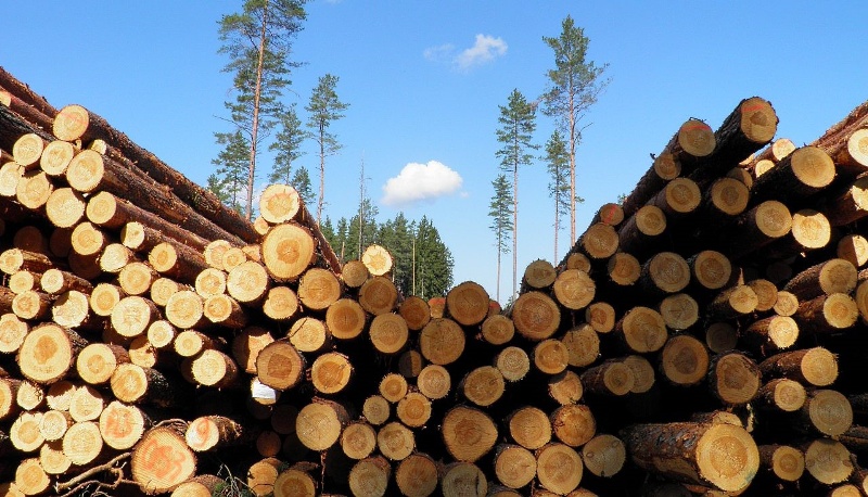 Украина до конца года может разрешить экспорт леса-кругляка