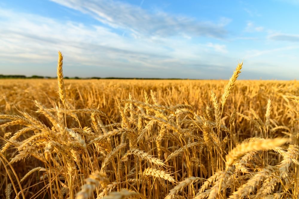 В Украине собрали рекордный урожай ранних зерновых