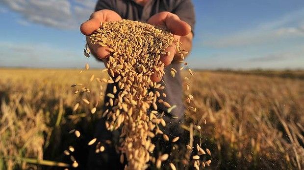 З початку війни окупанти вкрали українського зерна на 1 млрд дол