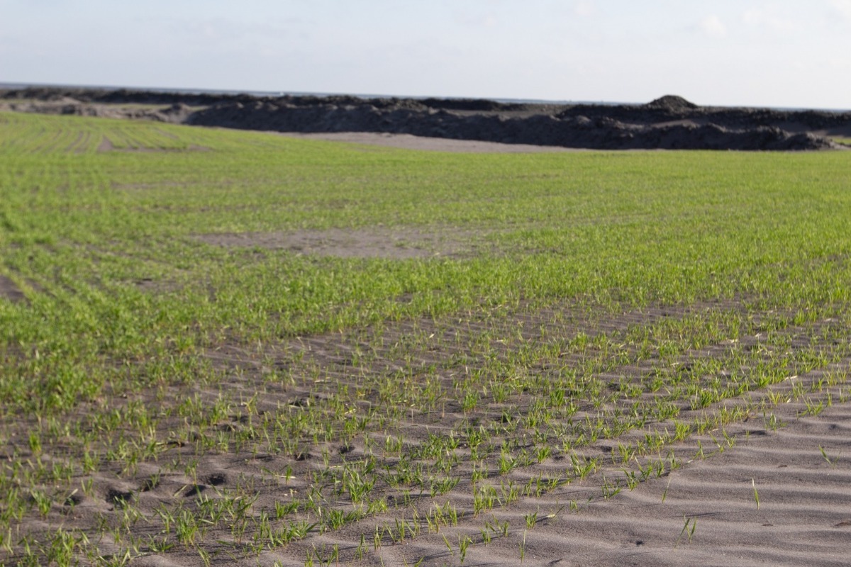 Північний ГЗК засіяв житом 40 га хвостосховища для боротьби з пилом